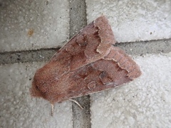 Orthosia ijimai