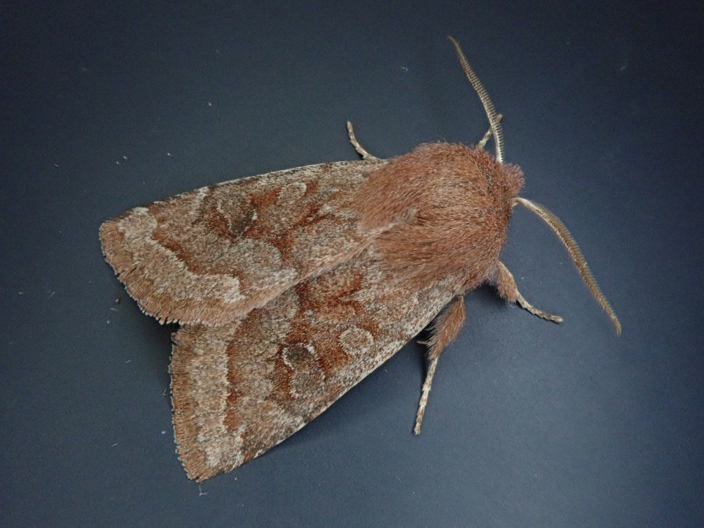 Orthosia ijimai