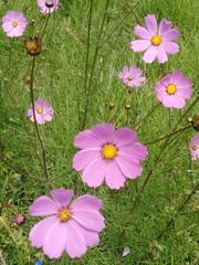 Cosmos bipinnatus