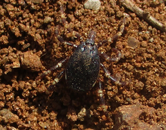 Hyalomma