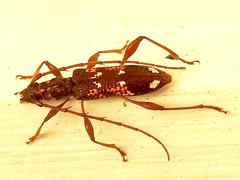 Coptocercus biguttatus
