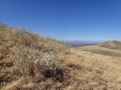 Astragalus asymmetricus