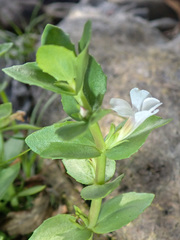 Gratiola peruviana
