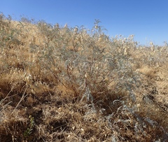 Astragalus asymmetricus