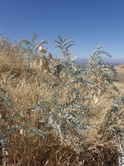 Astragalus asymmetricus