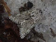 Brachionycha permixta