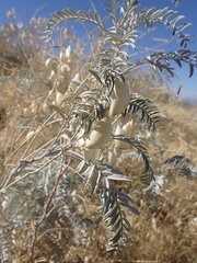 Astragalus asymmetricus
