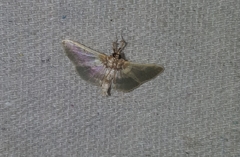 Apilocrocis brumalis