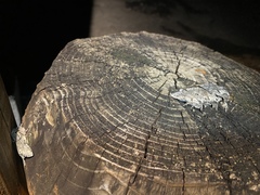 Brachionycha permixta