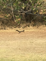 Sciurus niger