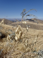 Astragalus asymmetricus