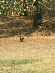 Sciurus niger