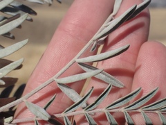 Astragalus asymmetricus