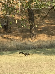Sciurus niger