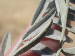 Astragalus asymmetricus