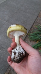 Amanita phalloides