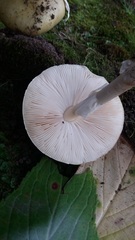 Amanita phalloides