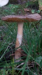 Amanita phalloides