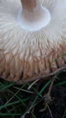 Amanita phalloides