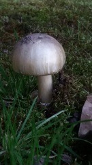 Amanita phalloides