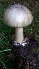 Amanita phalloides