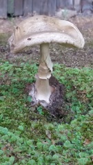 Amanita phalloides