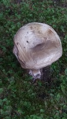 Amanita phalloides