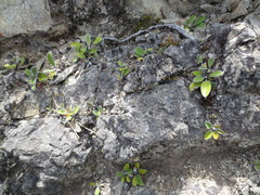 Pachystegia insignis
