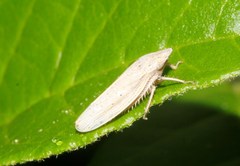 Prairiana orizaba