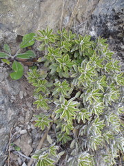 Brachyglottis monroi