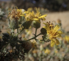 Heterotheca sessiliflora echioides
