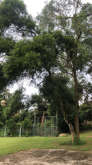 Acacia confusa
