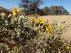 Heterotheca sessiliflora echioides