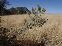 Heterotheca sessiliflora echioides
