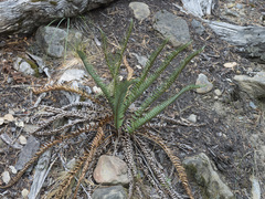 Polystichum imbricans imbricans