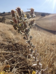 Heterotheca sessiliflora echioides