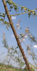 Magnoliopsida