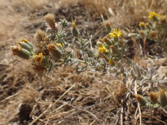 Heterotheca sessiliflora echioides