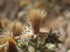 Heterotheca sessiliflora echioides
