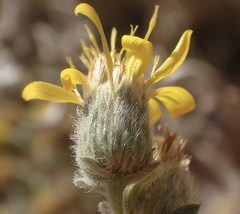 Heterotheca sessiliflora echioides