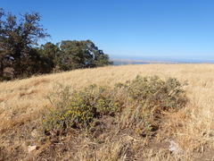 Heterotheca sessiliflora echioides