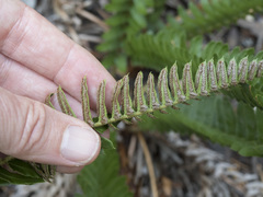 Polystichum imbricans imbricans