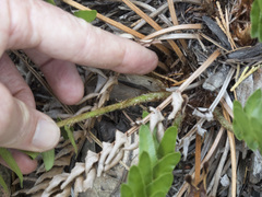 Polystichum imbricans imbricans