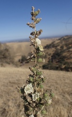 Blepharizonia plumosa