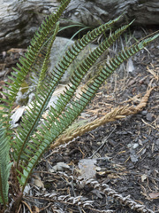 Polystichum imbricans imbricans