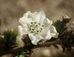 Blepharizonia plumosa