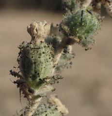 Blepharizonia plumosa