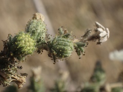 Blepharizonia plumosa