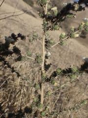 Blepharizonia plumosa