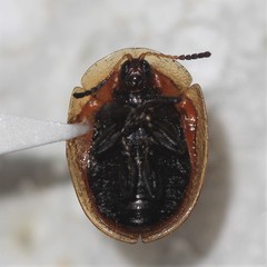 Strongylocassis atripes